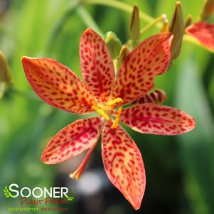 BLACKBERRY LILY